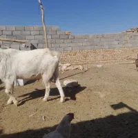 نر بز سانن|حیوانات مزرعه|جوین, |دیوار