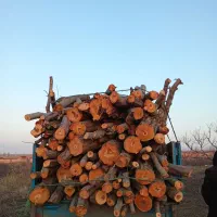 پاکسازی درختان حیاط وباغچه|خدمات باغبانی و درختکاری|مشگین شهر, |دیوار