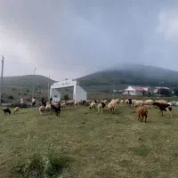 اجاره ویلا شبانه|اجارهٔ کوتاهمدت ویلا و باغ|دیلمان, |دیوار