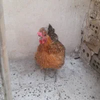 مرغ تخمی