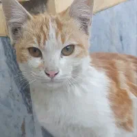 واگذاری رایگان گربه زیر یکسال