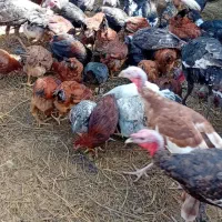 بوقلمون  جوجه|حیوانات مزرعه|مزرعه کتول, |دیوار