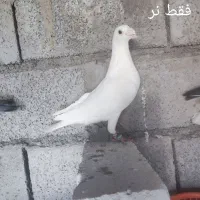نر آلمانی