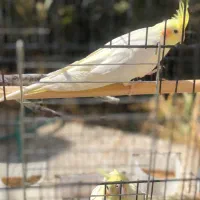 سه عدد عروس با قفس|پرنده|اردکان, |دیوار