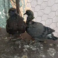 کفتر‌پرش|پرنده|گلستان (تهران), |دیوار