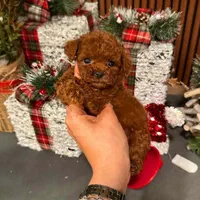 سگ توله تاینی توی پودل 65 روز وارداتی|سگ|تهران, سعادتآباد|دیوار