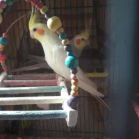 طوطی عروس هلندی و برزیلی|پرنده|محمدشهر, شهرک پیام (مهرالبرز)|دیوار