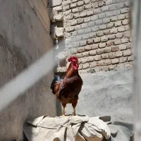 خروس