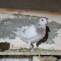 پرشی|پرنده|فیروزه, |دیوار