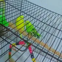 ۱جفت عروس هلندی و۲جفت مرغ عشق|پرنده|اهواز, زرگان|دیوار