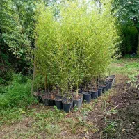 نی خیزران گلدانی|خدمات باغبانی و درختکاری|املش, |دیوار