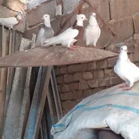سلام چند جفت کبوتر طوقی|پرنده|سوسنگرد, |دیوار
