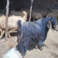 ساورین