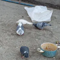 ۱۲ عدد کبتر