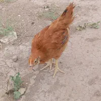 مرغ و خروس محلی