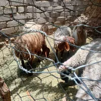 چند عدد بره نر دورگ تمیز