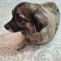 سگ اشپیتز ماده