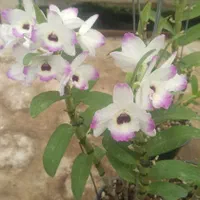 ارکیده دندروبیم عطری