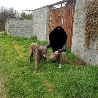 سگ نر پژدر|سگ|قائمشهر, |دیوار