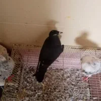 سلام گفتر جوان فروشی
