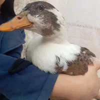 اردک|پرنده|مبارکه, |دیوار