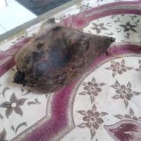 هیزه|ظروف نگهدارنده، پلاستیکی، یک‌بارمصرف|ایلام, |دیوار