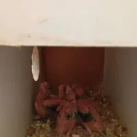 فروش ۶ عدد عروس هلندی|پرنده|تفت, |دیوار