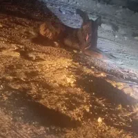 پیداشده