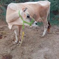 گاو شیری|حیوانات مزرعه|میناب, |دیوار