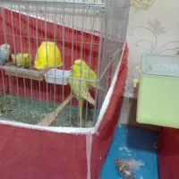 مرغ عشق ریمبو یا اسپانگل|پرنده|زرقان, |دیوار