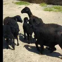 خریدوفروش گوسفندمیش،بره دار و بدون بره