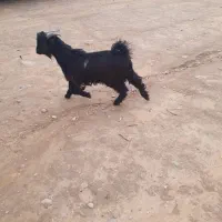 ۵ راس بیگ نر پرواری چاق چاق  و یع تیشتر نر بهده