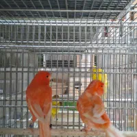 قناری رسمی و رد فکتور|پرنده|اندیشه, اندیشه فاز ۲|دیوار