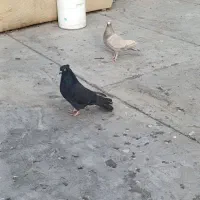 2عددکبوترماده یه نامه برقهوه ای وه یه سیاهکاکل میخ|پرنده|سنندج, |دیوار