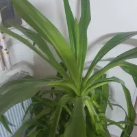 گل اشک ملکه . با گلدان