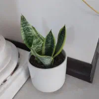 فروش حراجی|حراج|خمینی‌شهر, |دیوار