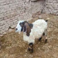 یک بززایده شیری بابزغاله ماده.یک میش زایده بره نر