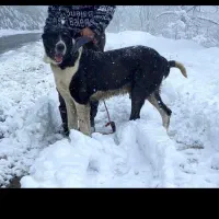 سگ سرابی سن ۴ سال