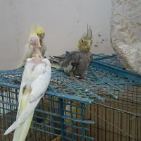 عروس هلندی فنچ و طوطی برزیلی