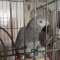 کاسکو نابغه مشهد|پرنده|تهران, شهرک استقلال|دیوار