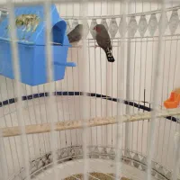 یک جفت فنچ با تخم