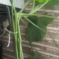 سینگونیوم/پتوس/برگ انجیری/آگلونما/قلمه|گل و گیاه طبیعی|تهران, شادآباد|دیوار
