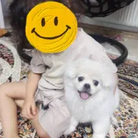 پیکینز امپریال ۵ ماهه