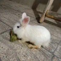 خرگوش لوپ با قفس