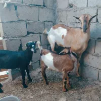 کهره جمولی سومالی با بچه نر ماده بزرگ