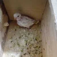 دو جفت مرغ عشق با یه جوجه قیمت ۱/۳۰۰