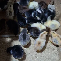 جوجه گلین ریشو یک هفته ایی