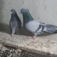 کفتر