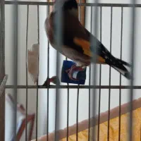 سهره جوجه سال