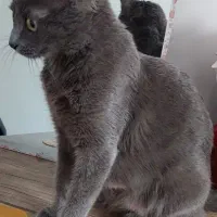 گربه